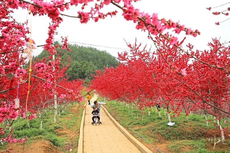 苍溪黄猫垭130万株桃花竞相绽放