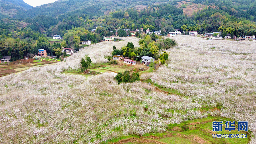 【城市远洋】三月山城春光好 梁平赏花正当时