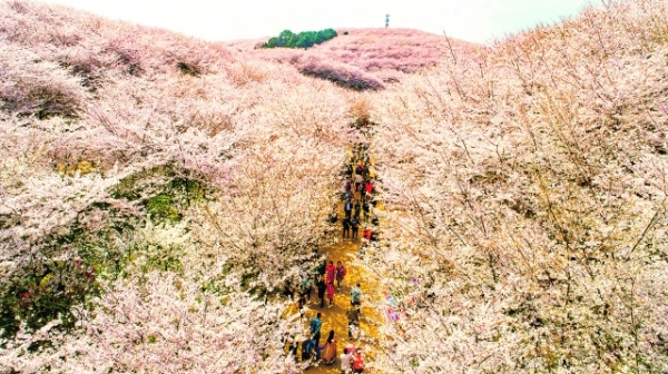（中首）贵州贵安新区：万亩樱花 竞相绽放