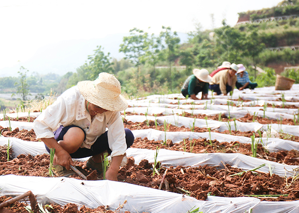 图片默认标题_fororder_农户移栽高粱