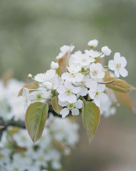 【初审】【原创】【B】重庆渝北茨竹镇放牛坪村第十一届梨花节举行