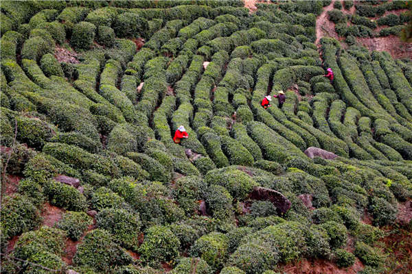 【OK】汉中勉县春茶生产实现“开门红”
