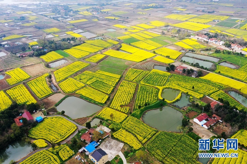 2021年湖北省油菜花节在荆门沙洋启动