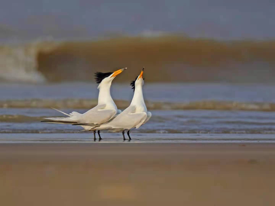 全国超过40%鸟类在福建野外可见