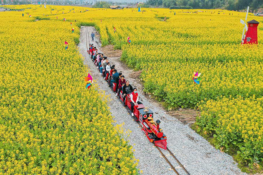 福建古田会议旧址前 油菜花盛开金灿灿