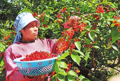 【中原优品-图片】周口市沈丘县种植特色农作物助民增收