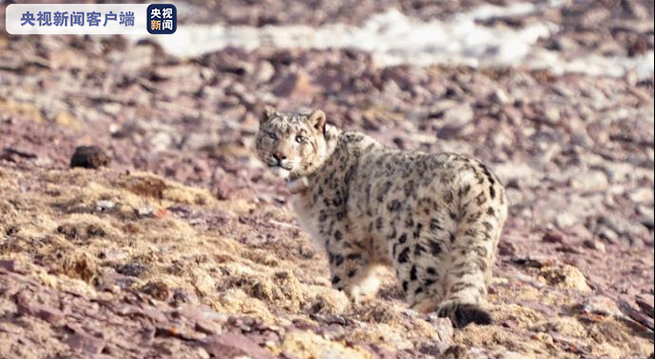 青海、ユキヒョウを野外に戻す_fororder_ネット３