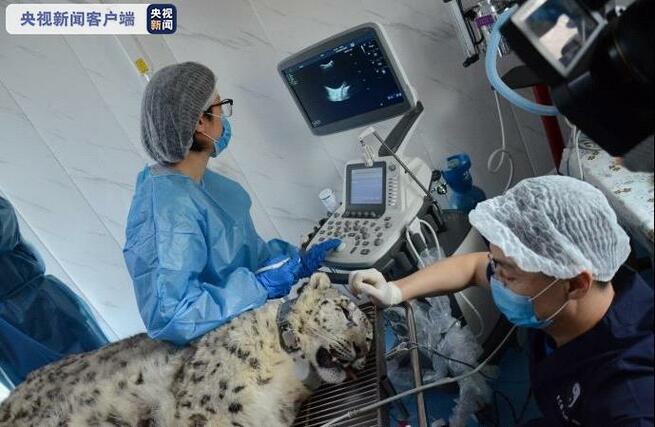 青海、ユキヒョウを野外に戻す_fororder_ネット１