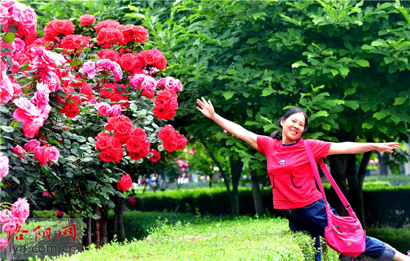 月季花开 扮靓洛阳