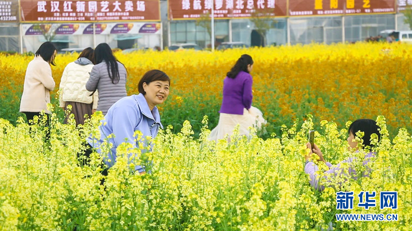 武汉江夏：七彩油菜花上线 游人乐享好春光