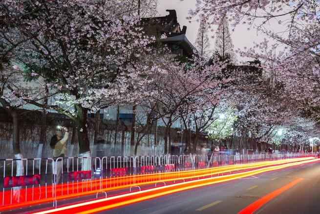 南京の鶏鳴寺路、夜桜ライトアップ_fororder_D 5