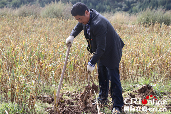四川松潘:发展大蒜种植产业 五间房村民搭上致