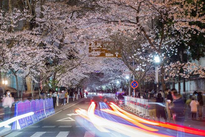 南京の鶏鳴寺路、夜桜ライトアップ_fororder_D 3