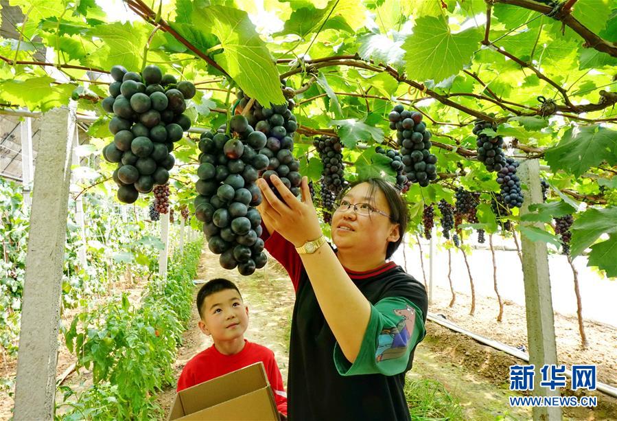 河北卢龙：小葡萄大产业