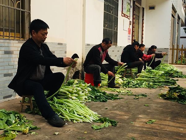宜宾市翠屏区:激优势产业活力 奏乡村振兴乐章_fororder_划青菜