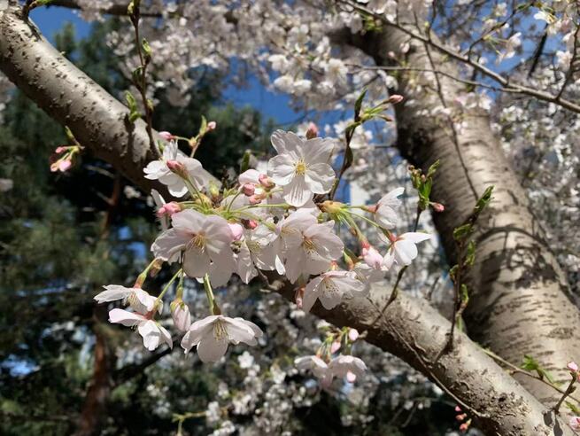 3月30日 火曜日_fororder_1612227420