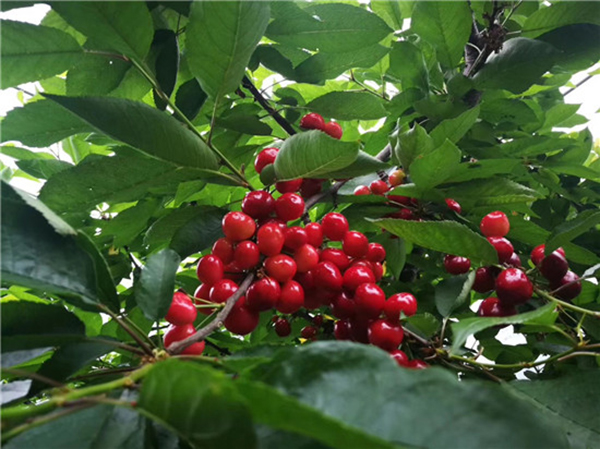 图片默认标题_fororder_5、汶川甜樱桃采摘节将于5月11日在水磨镇开幕--摄影--伍排勇