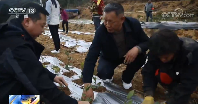 西藏林芝：发展种茶业 助力村民脱贫