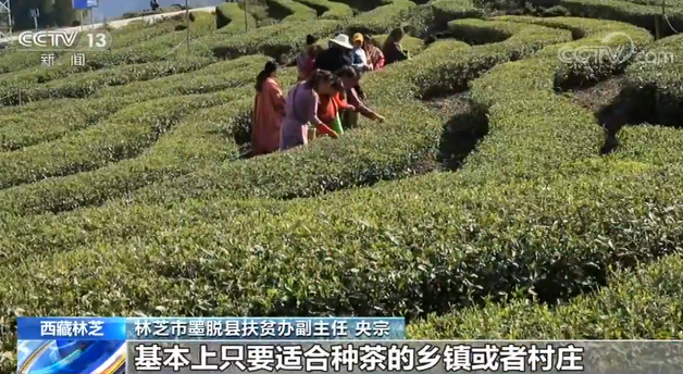 西藏林芝：发展种茶业 助力村民脱贫
