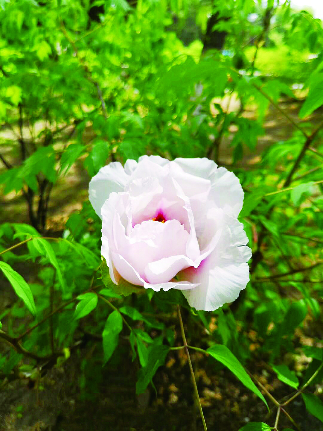 长春市牡丹园第一朵牡丹花盛开