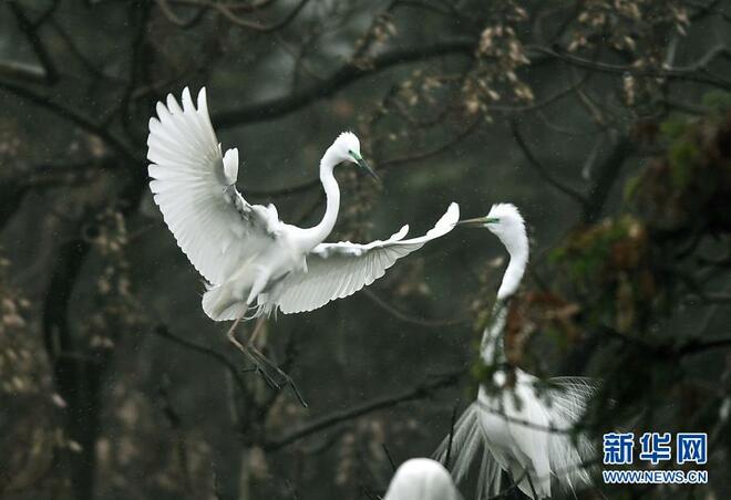 Burung Kuntul Mulai Hijrah Balik Nanchang_fororder_25