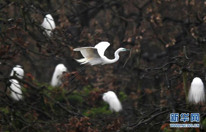 Burung Kuntul Mulai Hijrah Balik Nanchang_fororder_21