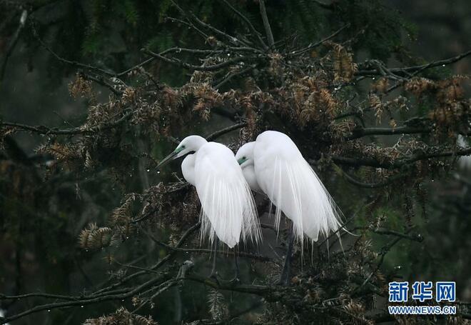 Burung Kuntul Mulai Hijrah Balik Nanchang_fororder_22