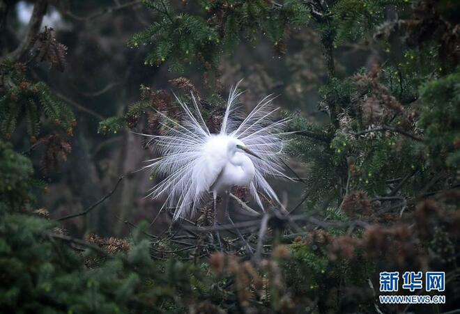 Burung Kuntul Mulai Hijrah Balik Nanchang_fororder_24