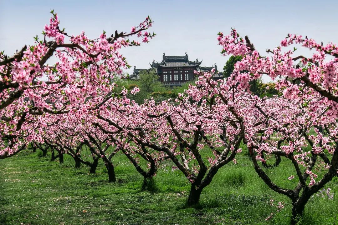 中国到底哪里的桃花最好看？