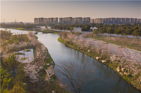 长三角日资高地樱花怒放展新颜_fororder_图片1