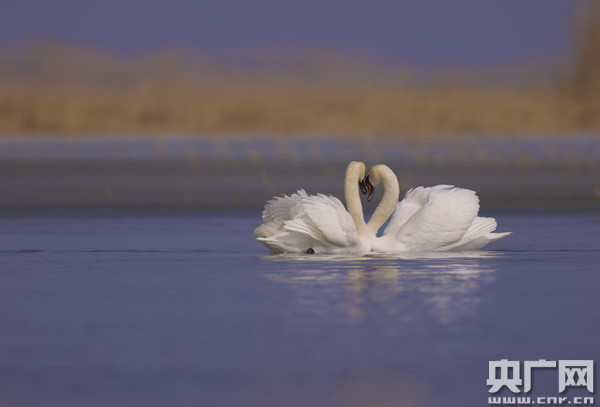 内蒙古　烏梁素海にハクチョウが舞う_fororder_踩踩踩