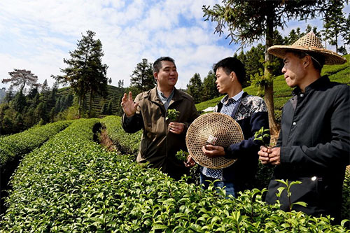 DB体育app下载入口福筑安溪：改进使用茶王赛“杠杆” 撬动引颈茶资产繁荣