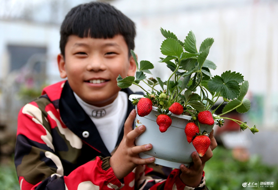 枣庄：“草莓盆景”开辟农民脱贫致富新路