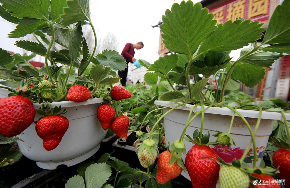 枣庄：“草莓盆景”开辟农民脱贫致富新路