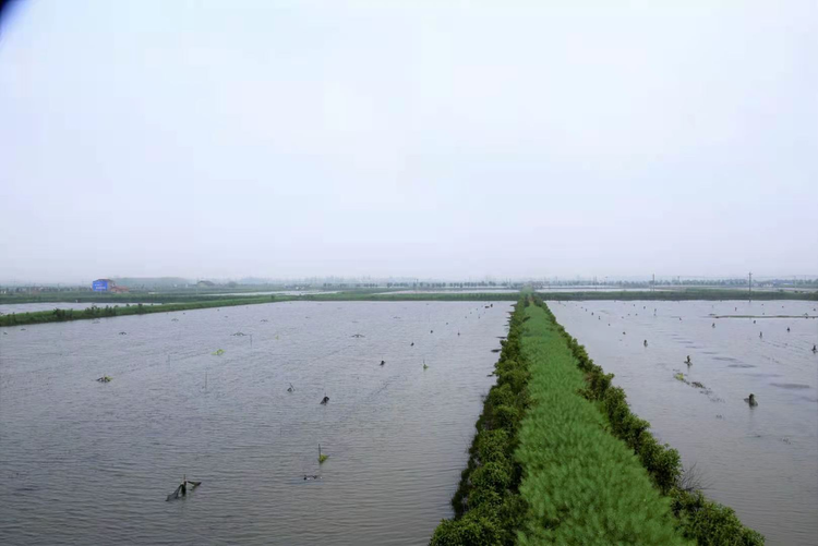 樱花又开放——疫后重振看湖北 小小龙虾“蹦出”舌尖上的“千亿级”产业