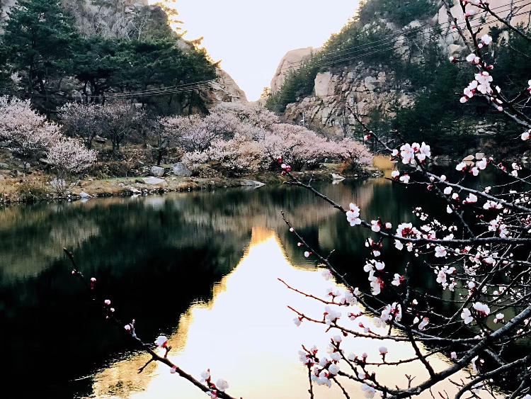 春和景明踏青行,最是崂山好风景