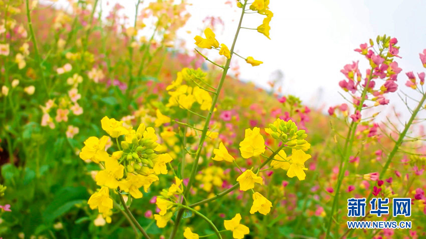 湖北各地油菜花开 花海美景争相竞艳