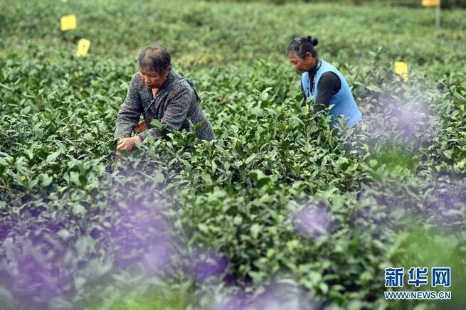 最高級緑茶「黄山毛峰」茶摘みの季節迎える
