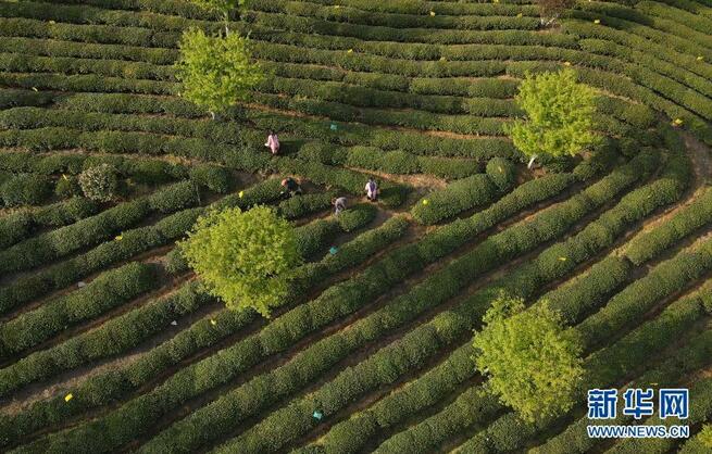 最高級緑茶「黄山毛峰」茶摘みの季節迎える