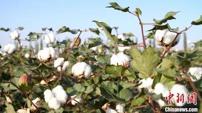 H&M dan Nike, Kalian Sama Sekali Tidak Tahu Kapas Xinjiang_fororder_1