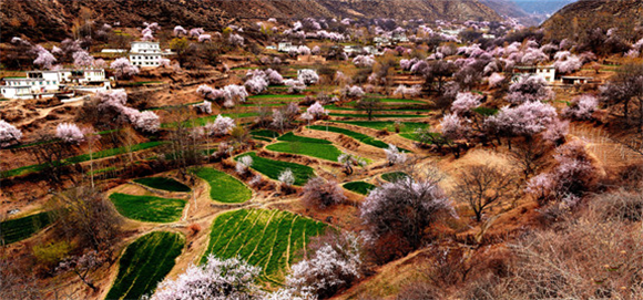 西藏芒康第四届觉龙沟桃花节开幕 诗情高原山地桃林带来别样春天 西藏芒康第四届觉龙沟桃花节开幕 诗情高原山地桃林带来别样春天