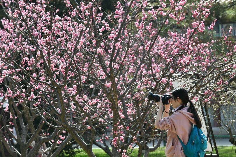 ดอกไม้นานาพันธุ์บานสะพรั่งในกรุงปักกิ่ง_fororder_3.5