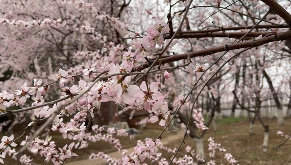 ดอกไม้นานาพันธุ์บานสะพรั่งในกรุงปักกิ่ง_fororder_3.1