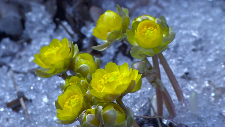 冰凌花在吉林省多地绽放 成为迎接春天来临的靓丽风景