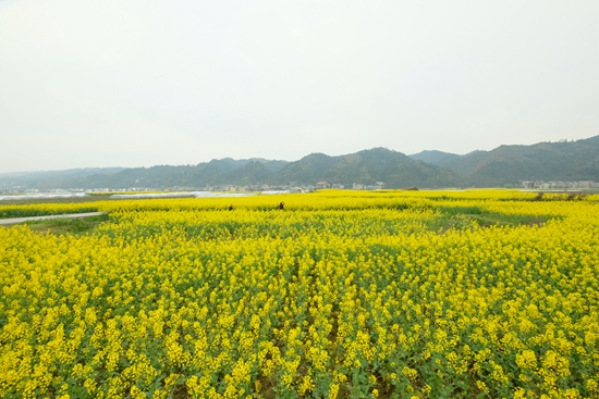 【OK】贵州天柱： 6万亩高产油菜添景致