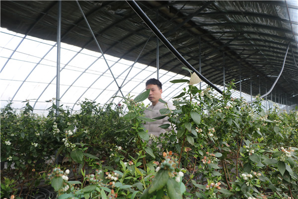 平顶山市鲁山县库区乡蓝莓：“逼出来”的大产业