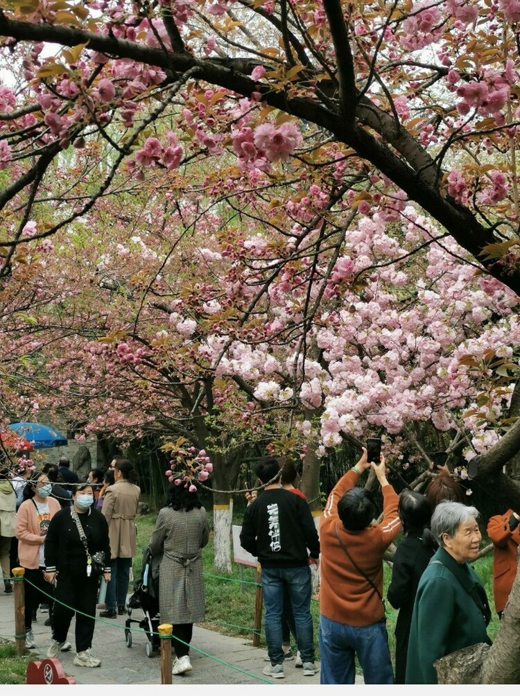 西安开启2021踏青赏花季