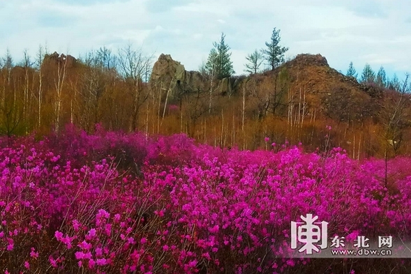 黑河孙吴县发现500公顷原生态野生兴安杜鹃