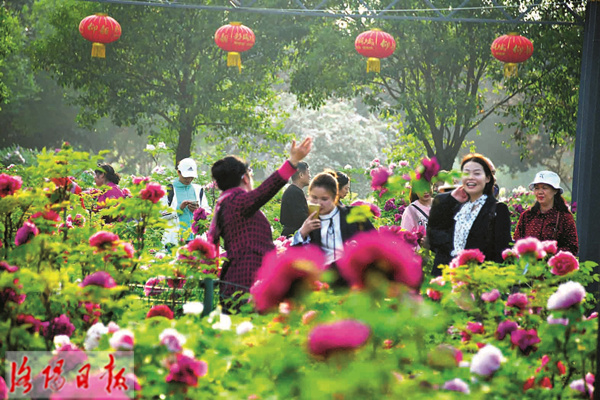 第37届中国洛阳牡丹文化节圆满落幕 共接待游客2917万余人次