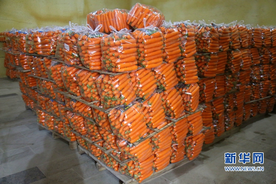 莆田北岸:小小胡萝卜 “长”成乡村振兴大产业